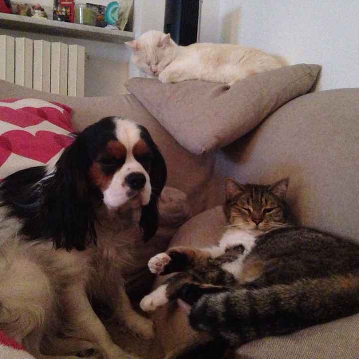 Chi di voi sposine ha dei cani ? - 2