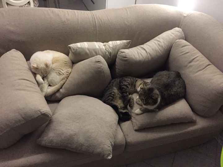 Vivere anche con un amico a quattro zampe... - 2