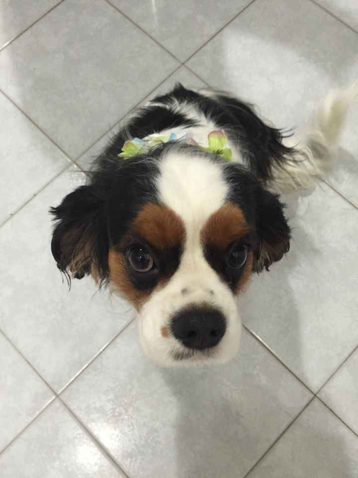 Invitati speciali...che accessorio per i vostri amici animali? - 3