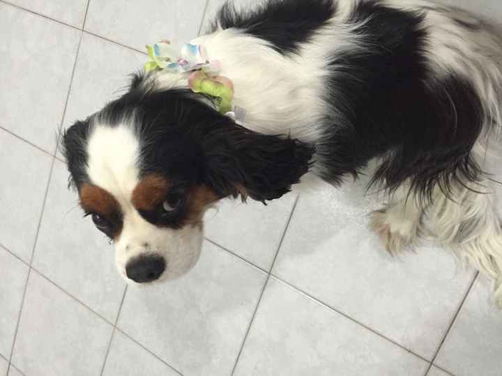 Invitati speciali...che accessorio per i vostri amici animali? - 4