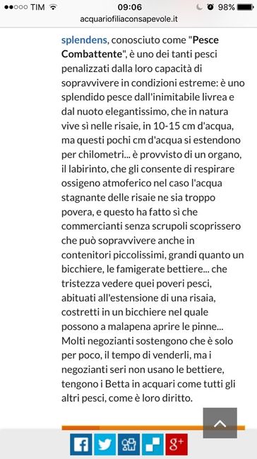 Bomboniera: regalo un betta!!! - 1