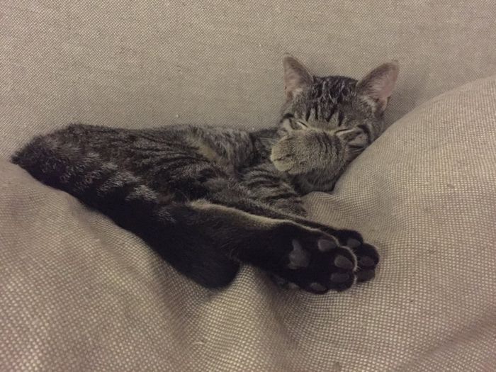 Luna di miele ... e i nostri amici animali??? - 3