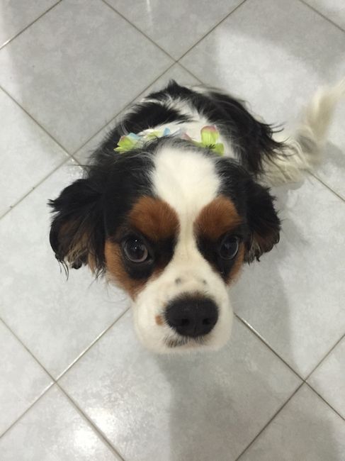 Invitati speciali...che accessorio per i vostri amici animali? - 3