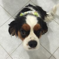 Invitati speciali...che accessorio per i vostri amici animali? - 3