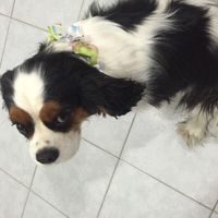 Invitati speciali...che accessorio per i vostri amici animali? - 4