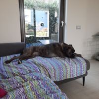 Il nostro amico a quattro zampe si chiama... - 1