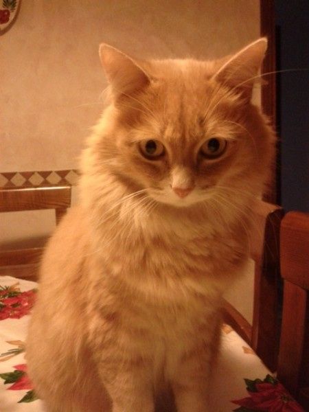il mio gattino Molly