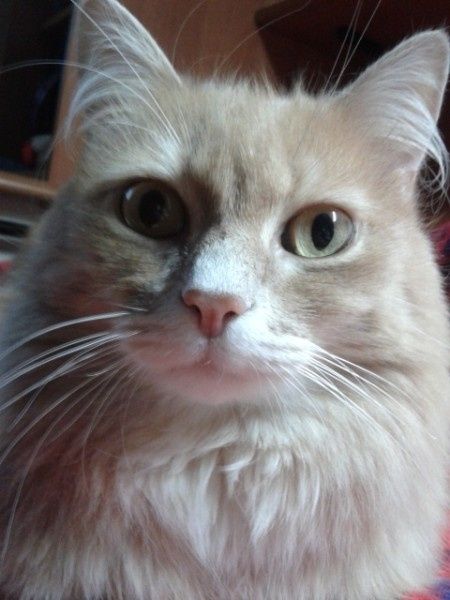 molly