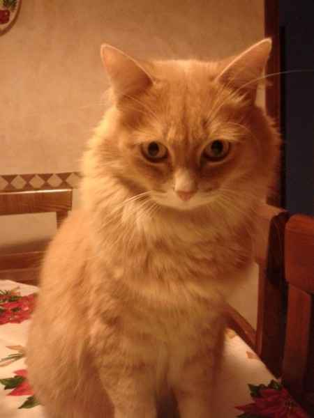 il mio gattino Molly