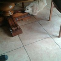 Le foto dei vostri animali - 1