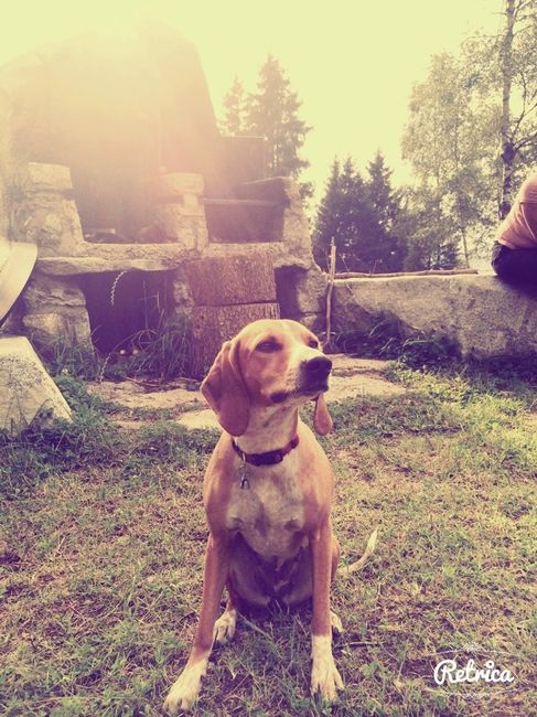 Too cute: i vostri amici animali - 1