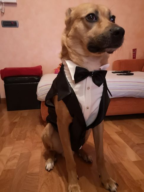 Cani: si o no al matrimonio? 3