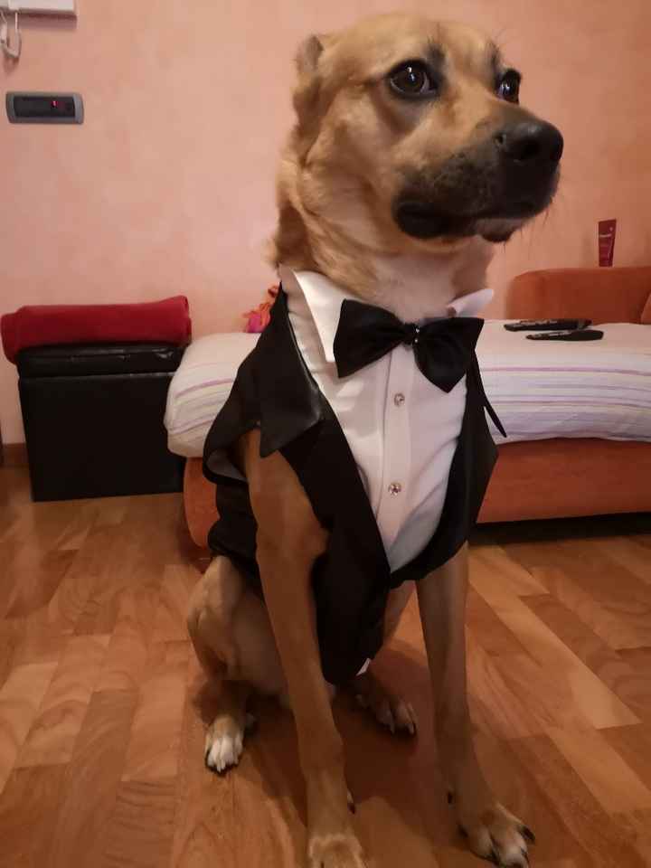 Cani: si o no al matrimonio? - 1