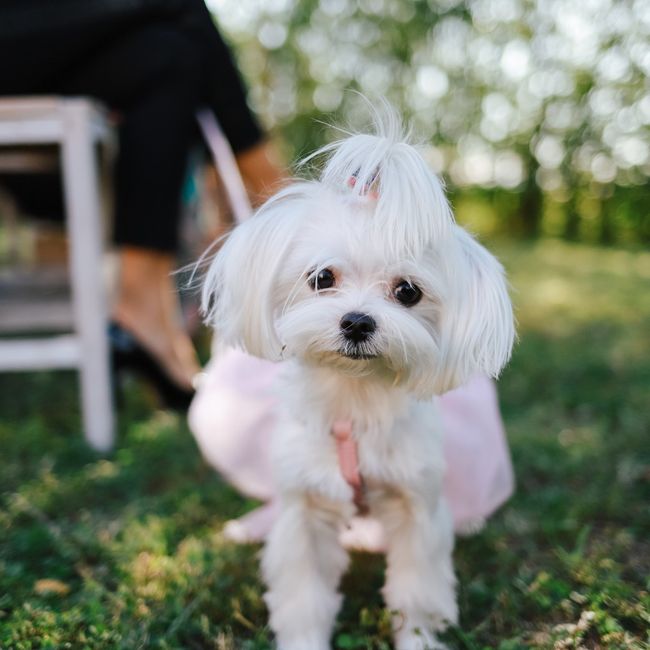 Cani membri della famiglia e presenti il giorno matrimonio... 2