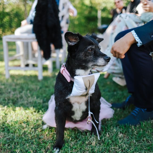 Cani membri della famiglia e presenti il giorno matrimonio... 3