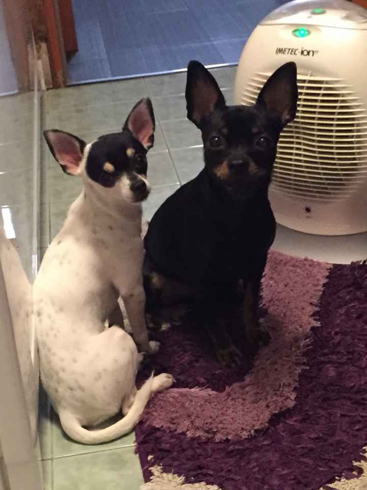 I nostri amici animali.. - 1