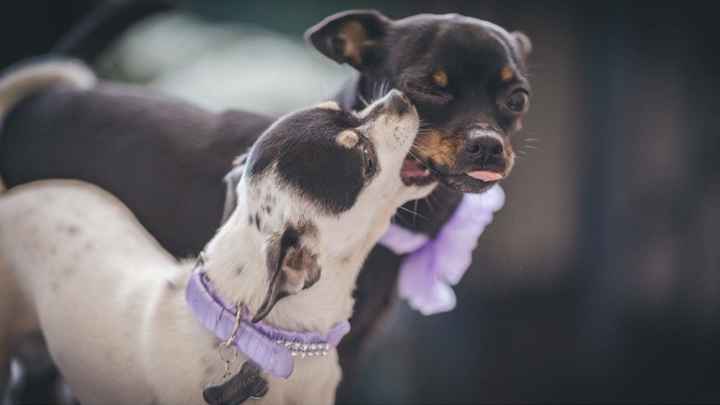 Guinzagli personalizzati - 2