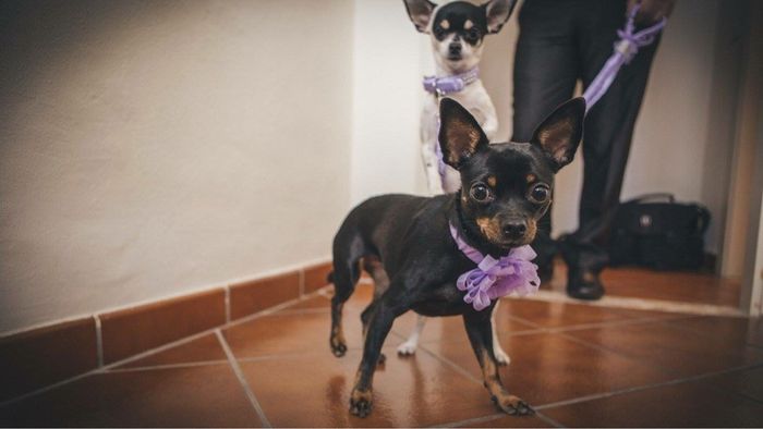 Guinzagli personalizzati - 1