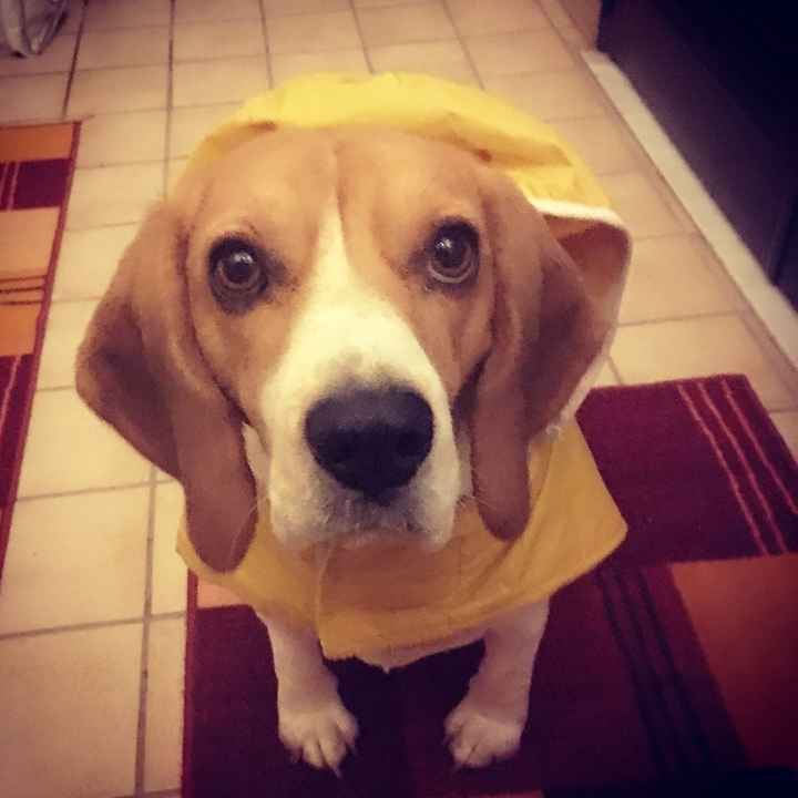 Compagno a 4 zampe? - 1