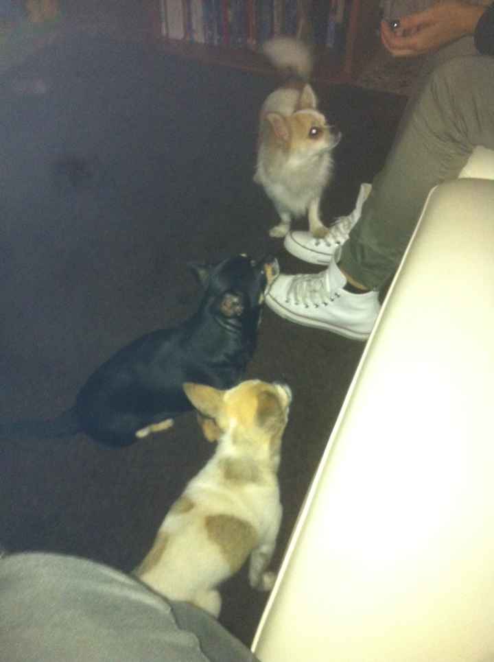 Too cute: i vostri amici animali - 1