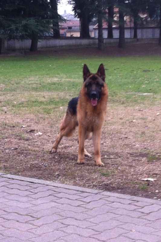 Too cute: i vostri amici animali - 2