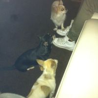 Too cute: i vostri amici animali - 1