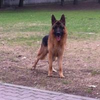 Too cute: i vostri amici animali - 2