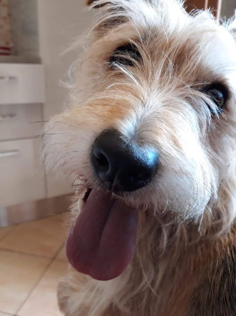 Damigella d'onore - 1