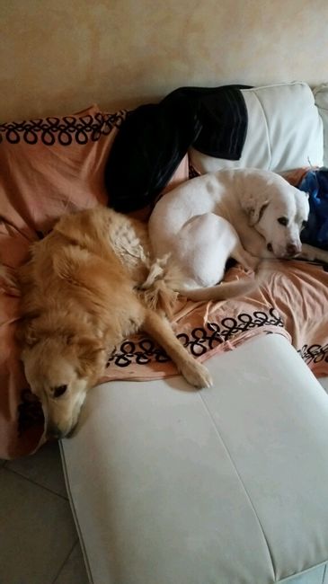 Too cute: i vostri amici animali - 1