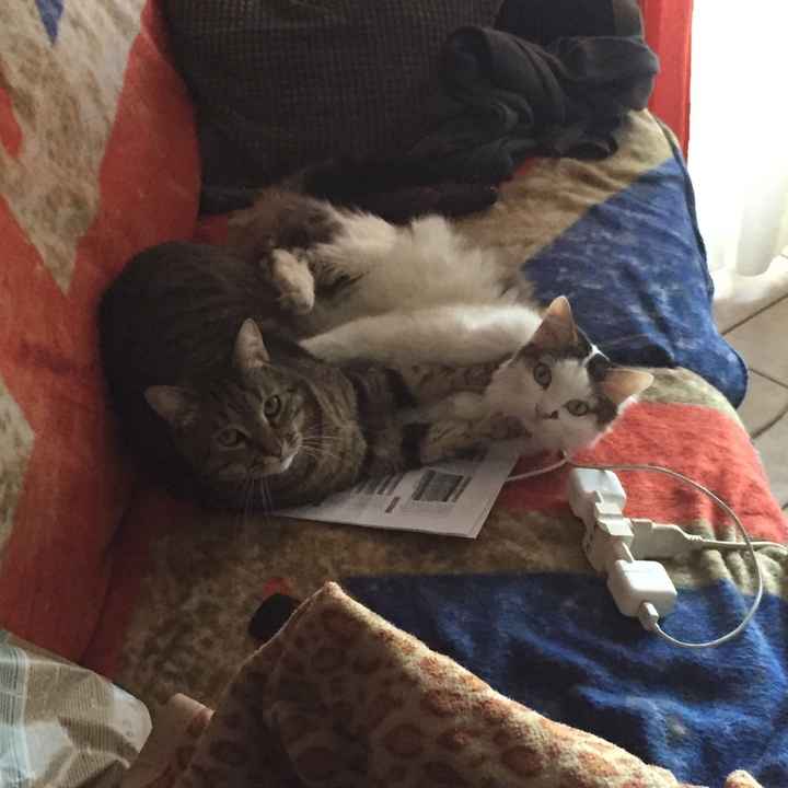 Animaletti pelosi. - 1