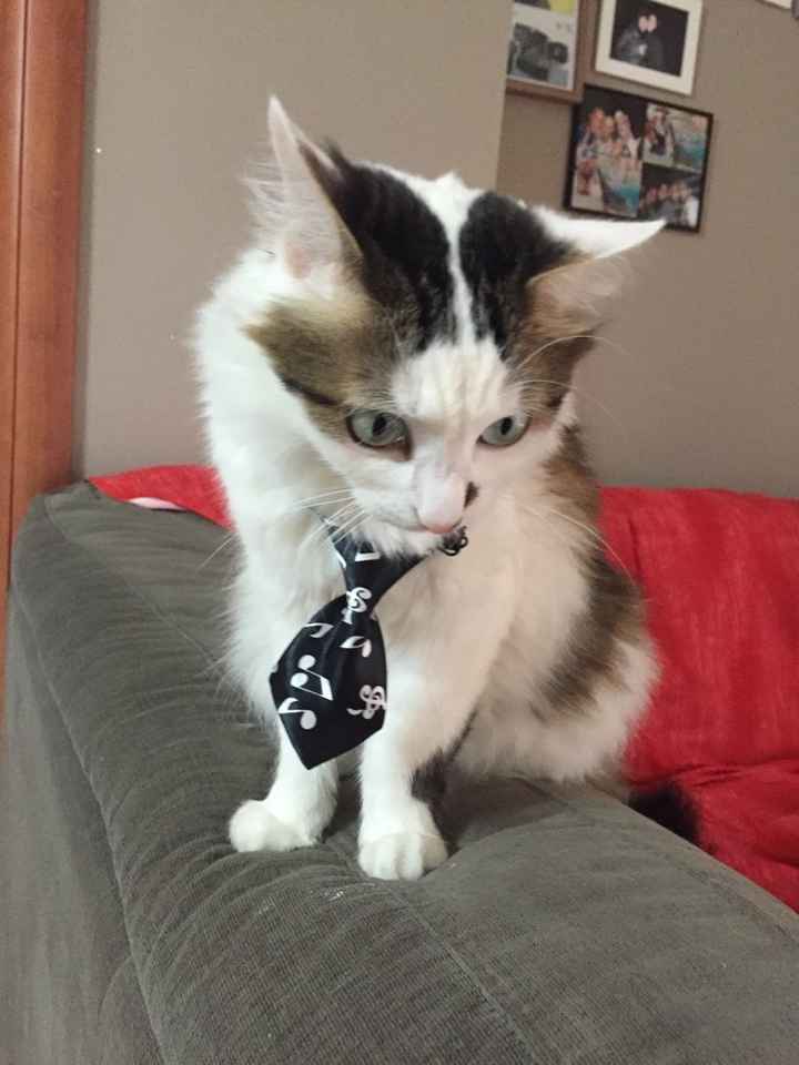 Pelosi presenti il giorno delle nozze - 2