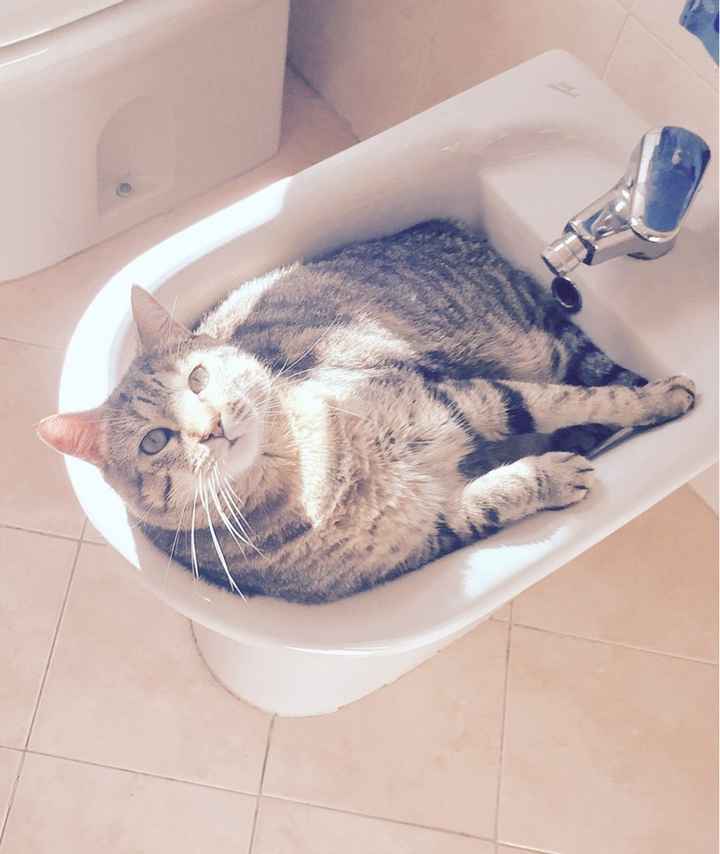 Vi presento nina! - 1