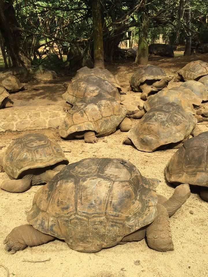 Honeymooners a mauritius - 5