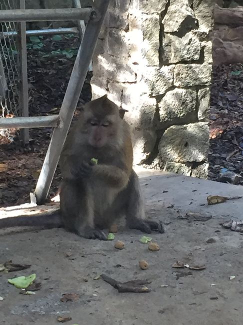 Honeymooners a mauritius - 8