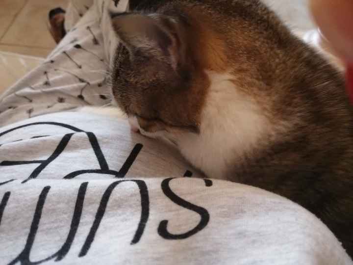 Gatto in casa, non sono immune da toxoplasmosi - 1