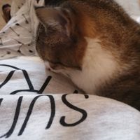 Gatto in casa, non sono immune da toxoplasmosi - 1