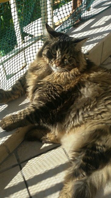 I nostri amici a 4 zampe - 1