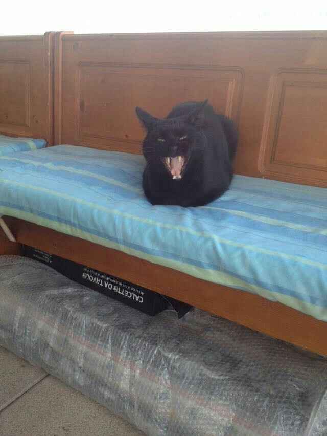 La nuova arrivata ?? - 2