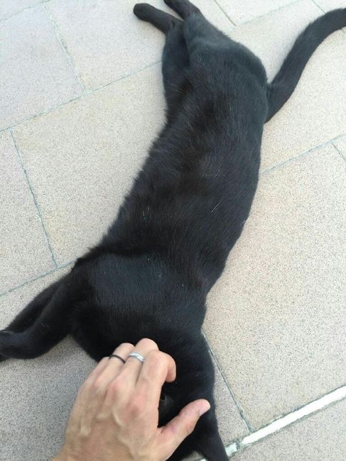 La nuova arrivata ?? - 1