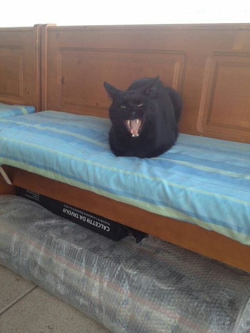 La nuova arrivata ?? - 2