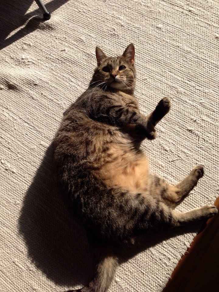 Amici a 4 zampe  - 1