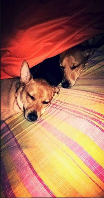 Convivenze pelose!🐶🐱🐹🐰 - 1