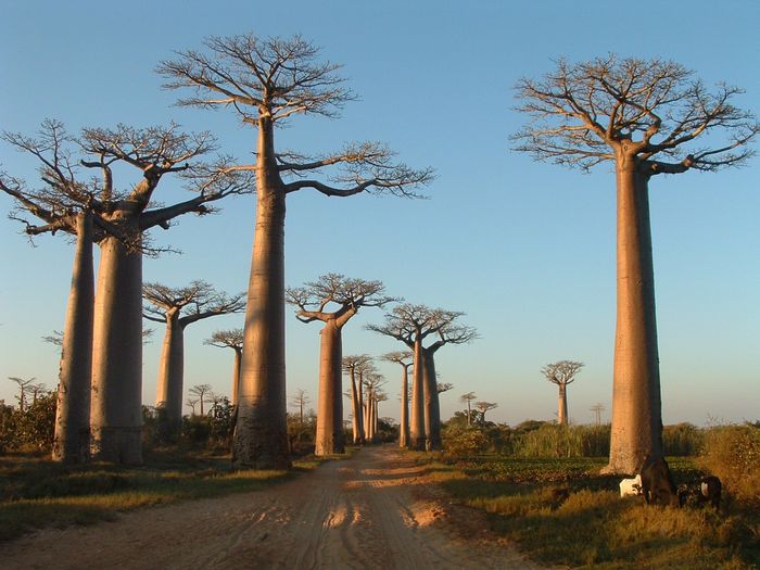 madagascar