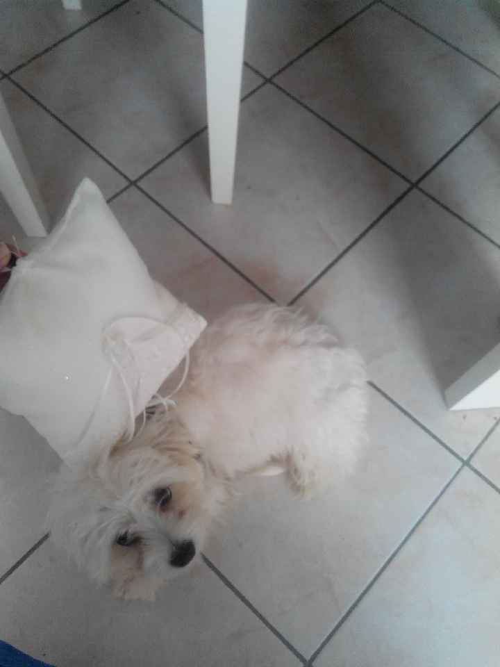 Cuscino fedi... cagnesco! - 1