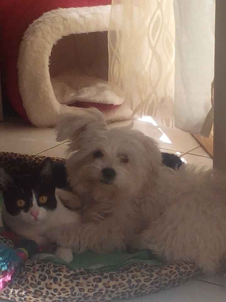 Cuscino fedi... cagnesco! - 1