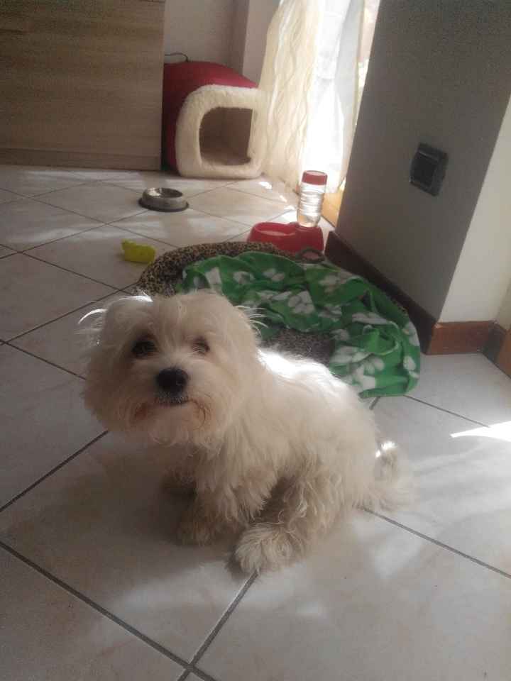 Amanti degli animali - 2