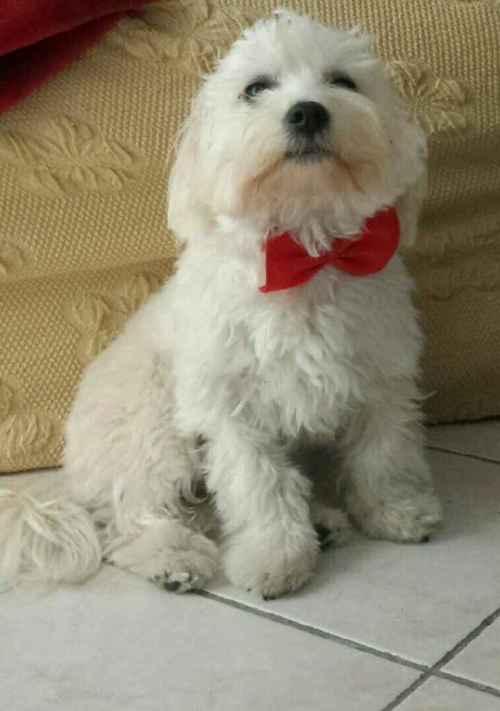 Cane... con quale musica? - 1