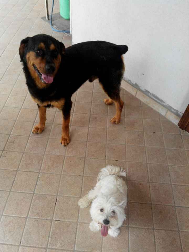 Cane... con quale musica? - 1