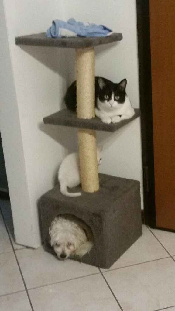 Compagno a 4 zampe? - 1