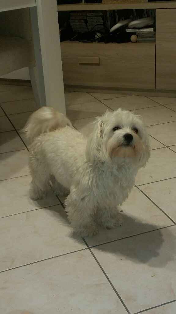 Sarà presente il vostro amico a quattro zampe al tuo matrimonio? - 1